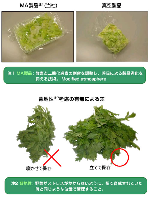 鮮度を保ったまま野菜を運ぶ技術力:MA製品:背地性考慮