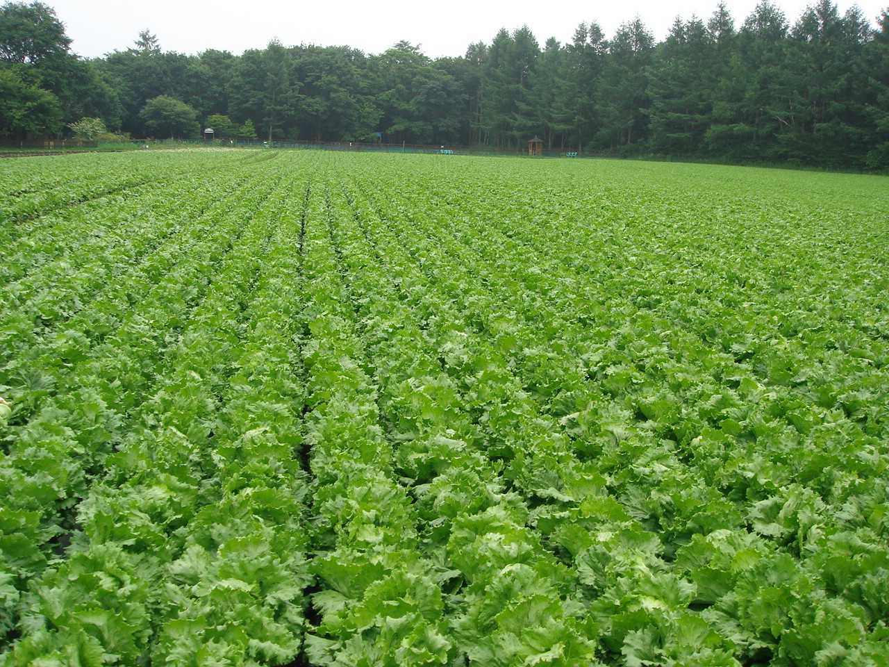 ７月研修レタス畑
